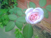 House Wives / Students / bachelor / 