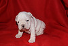 english bulldog  for  adoption