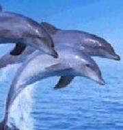 Data Entry Clerks (Home Based)